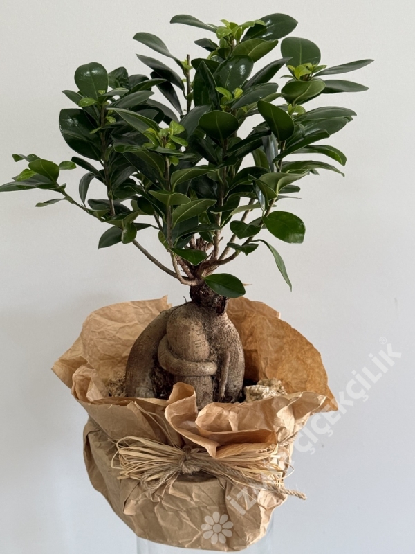 Ficus Bonsai 40 - 50 cm 