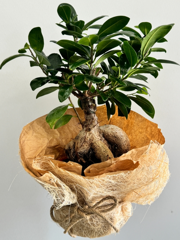 Ficus Bonsai 30 cm